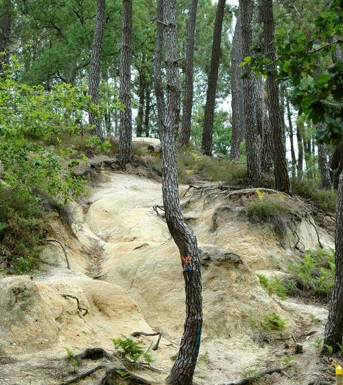 Forêt de la Double